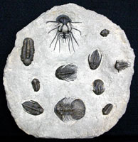 Composite Trilobite Plate - Morocco